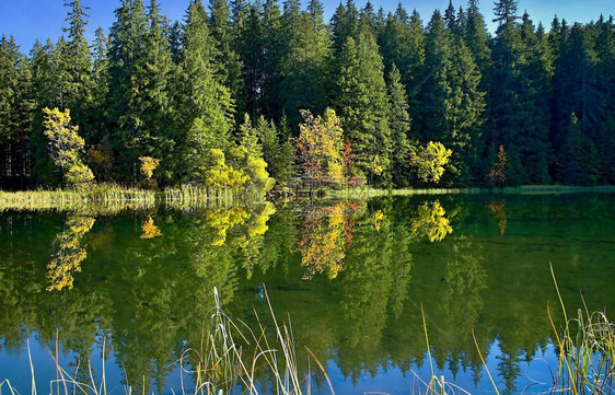 反映在斯洛伐克Demanovska山谷的Vrbicketarn的水位水面镜中树木的秋色美图片