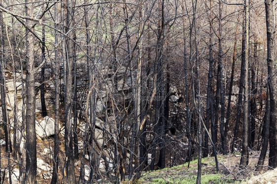 灾后的松林自然灾图片