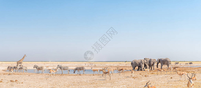 大象长颈鹿Burchells斑马春博克和蓝野兔在纳米比亚北图片