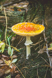 森林中的蘑菇鹅膏菌选择聚焦图片