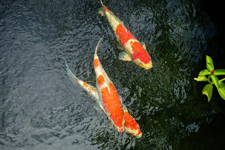 泰国花园池塘中多彩的鲤鱼或科伊鱼的模糊运动图片