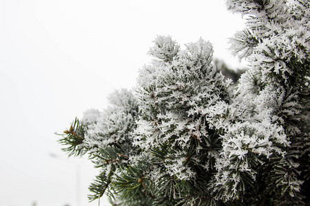 冬天的森林下雪图片