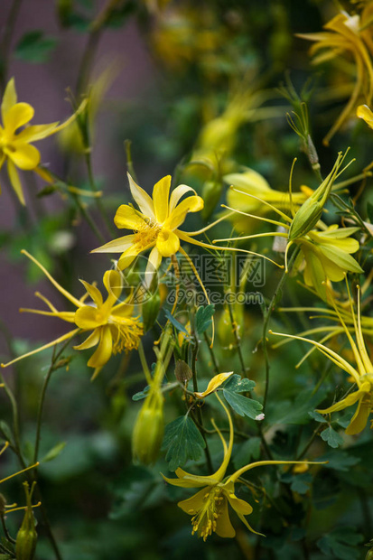 金鸽Aquilegiachrysanth图片