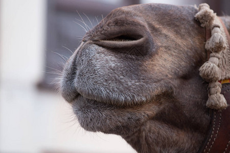 中世纪节日骆驼鼻子和嘴巴的近景图片