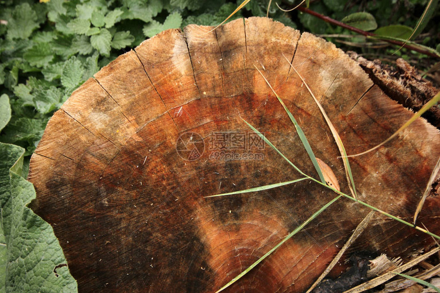 在森林里砍树高清图片下载-正版图片507426856-摄图网