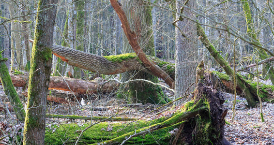 在波兰比亚洛威扎森林波兰欧洲的Bialowieza森林图片