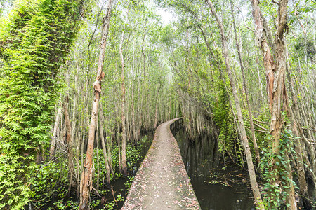 在生态旅游中穿过Melaluuca森林的小型道路弯曲图片