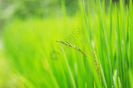 种植稻田野茂盛图片