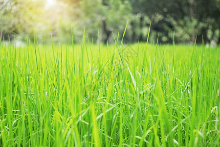 阳光下稻田在郁葱的绿色田野上落叶图片