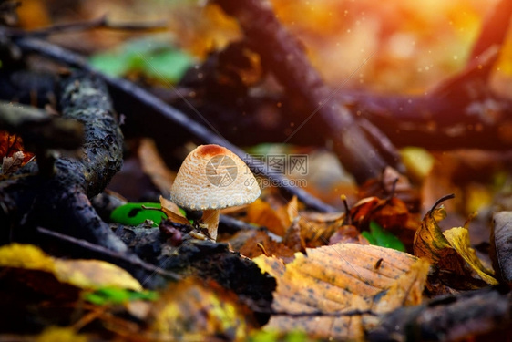 秋林中彩叶间的毒蘑菇图片