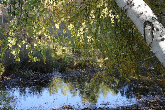 树木河流和秋天图片