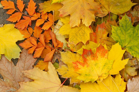 地上的秋叶图片