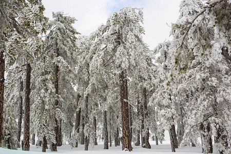 冬季森林树木图片