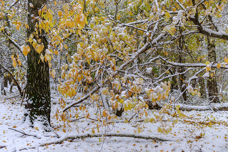 有黄色叶子的秋天森林覆盖着白雪图片