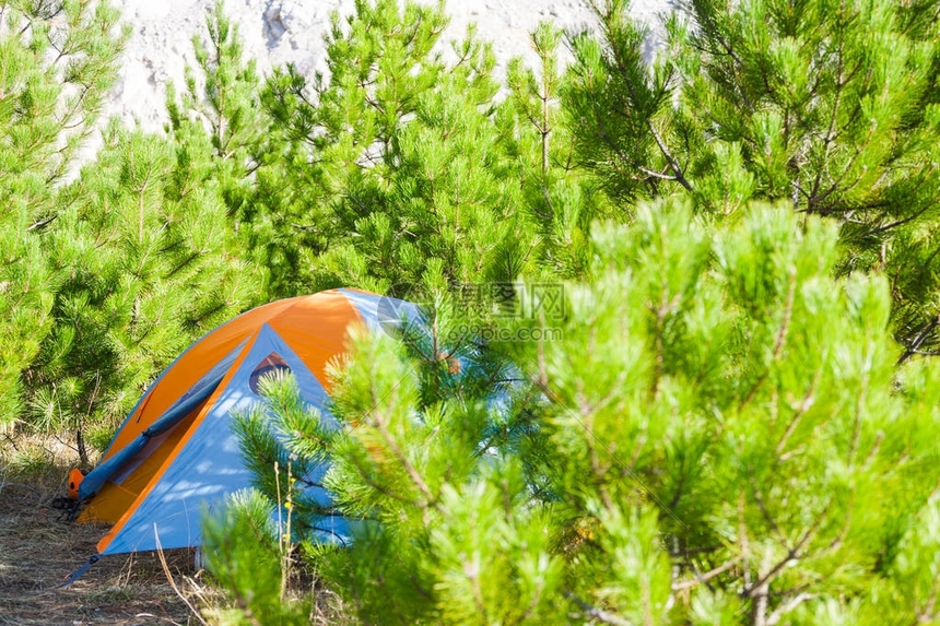 在一个松树林中安居在岩石山的背景之下早晨在草原森林里图片