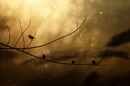 在日落天空的金色时辰树枝上的图片
