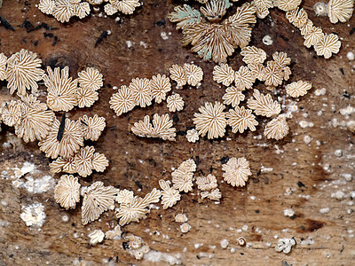 林木上的蘑菇附近有沙祖图片