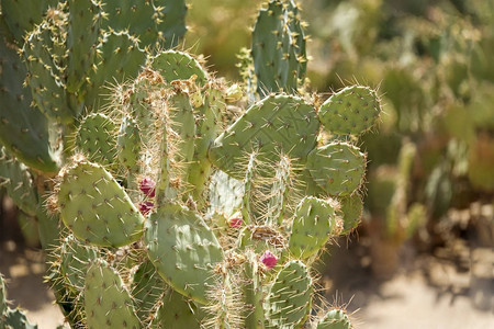 在家里种植仙人掌仙人掌景观仙人掌图片