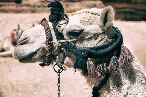 在佩特拉约尔丹骆驼头部准备图片