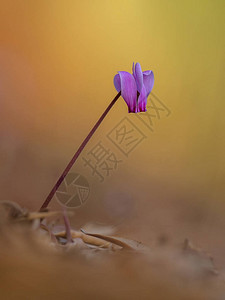 闪亮本底开花的单花流利叶独花圆环或小菜雪人hedifi图片