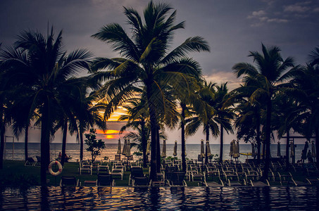 剪影椰子棕榈树在日落复古色调图片