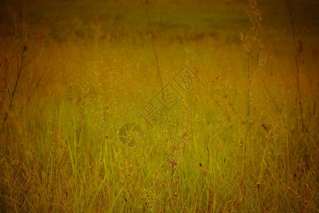 新鲜绿草过滤的自然背背景图片