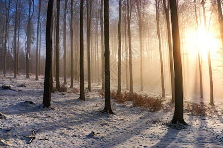 以阳光和雾气为背景的山毛榉冬季森林图片