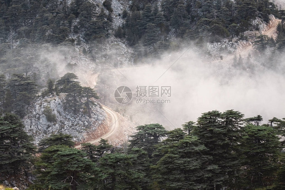 黎巴嫩的雪松在土耳其Tahtali山附近的薄雾和雾中雪松libani森林珍稀濒危树种图片