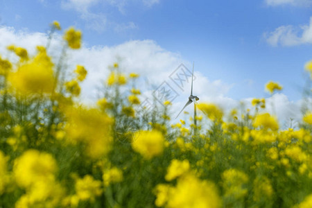 风车为电力背后开花油菜籽领域在法国在阳光明媚的日子里的农业景观环保电力生产可再生能源理念图片