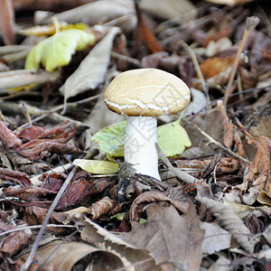 牛肝菌蘑菇生长在森林空地中图片