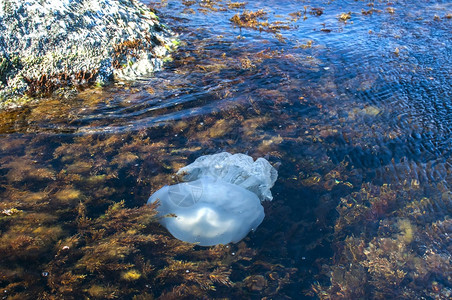 在岩石海湾水域浅处的藻类中图片