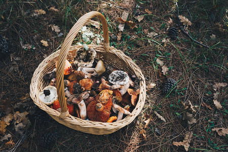 带新鲜蘑菇的篮图片