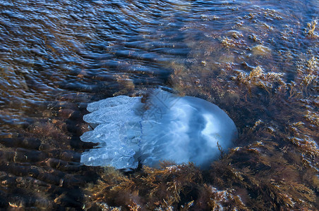 在岩石海湾水域浅处的藻类中图片