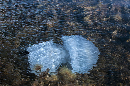 在岩石海湾水域浅处的藻类中图片