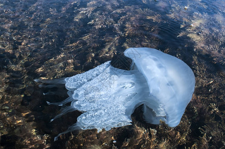 在岩石海湾水域浅处的藻类中图片