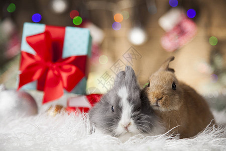 圣诞兔子假日冬季背图片