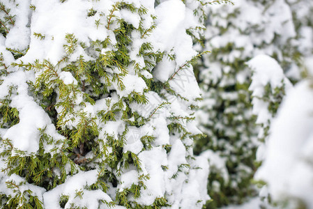 冬天雪下的树枝图片