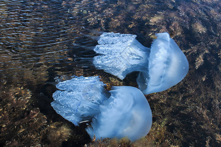 在岩石海湾水域浅处的藻类中图片