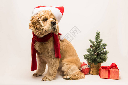 带圣诞老人帽子和白色背景的红色围巾的美国大马犬图片