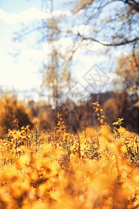 秋天的自然春天公园里的树叶和灌木丛中的黄叶秋天的图片