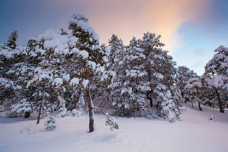 美丽的冬天风景雪树图片