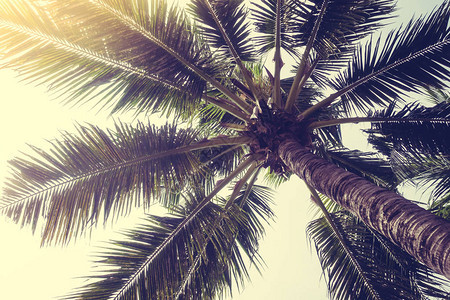 天空上的椰子棕榈树图片