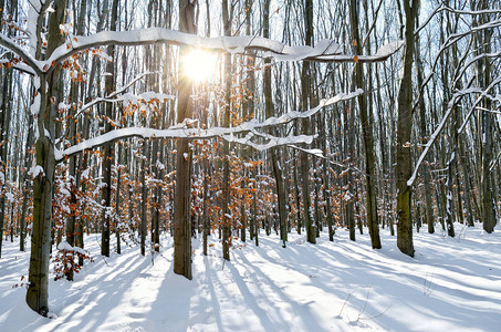 在冬季森林的树木中阳图片