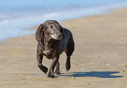 九月在沙滩上玩耍的腊肠犬图片
