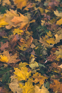 秋背景地面上带模图片