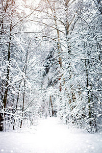 美丽的冬季风景有雪覆盖的树木新年快图片