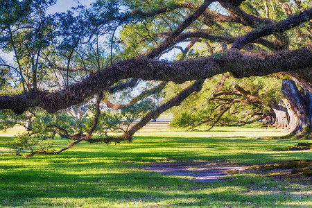 橡树巷种植园路易斯安那州树木和花园图片