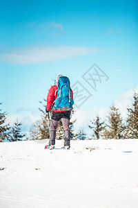 背着包登山杖和雪鞋的登山者在云杉林背景下图片