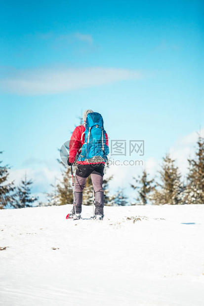 背着包登山杖和雪鞋的登山者在云杉林背景下图片