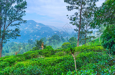 斯里兰卡埃拉山坡上的农田被茶树占据图片